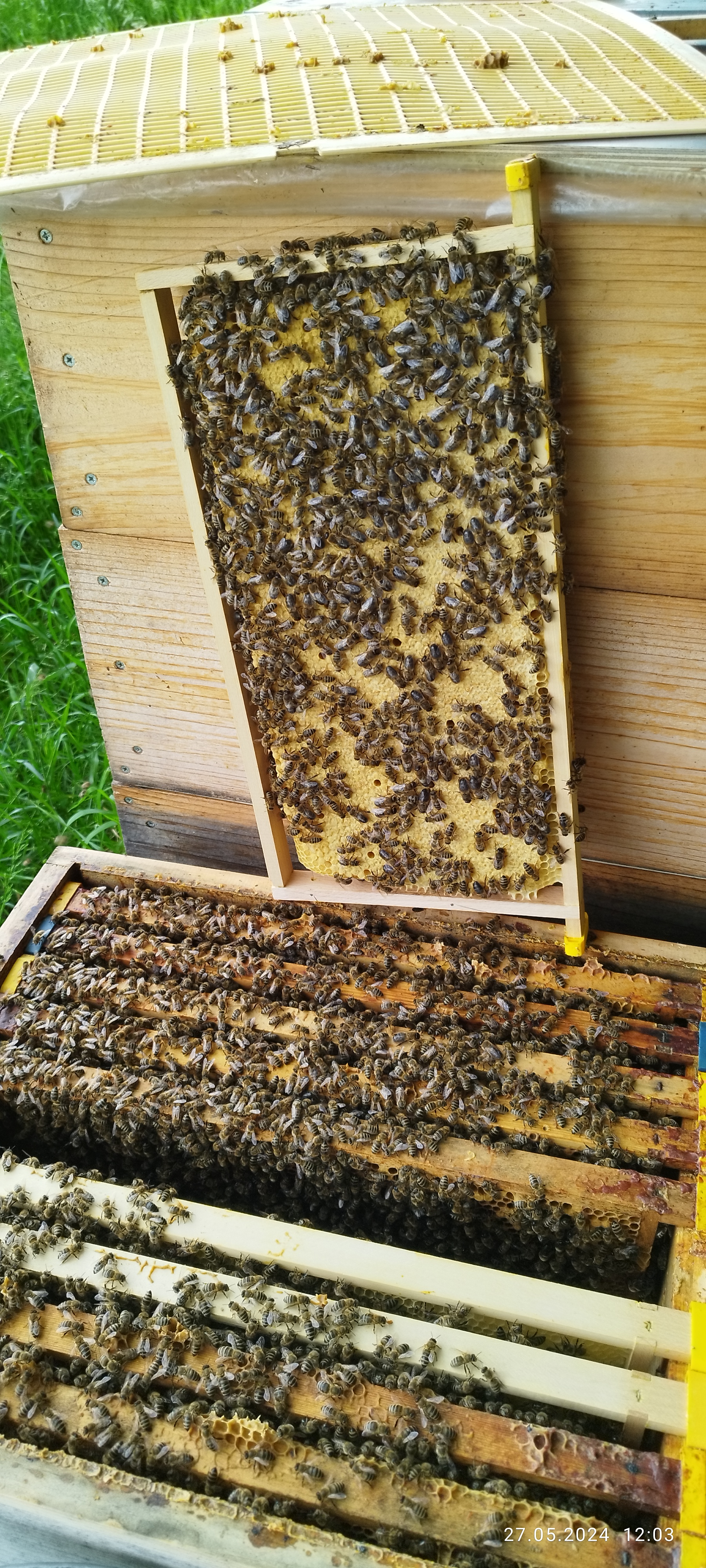 Imker bei der Arbeit an der Wabe